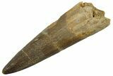 Fossil Plesiosaur (Zarafasaura) Tooth - Morocco #298042-1